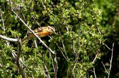 20090616Roxborough0350