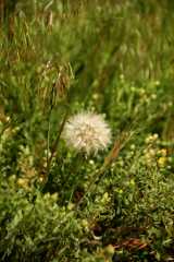 20090616Roxborough0367