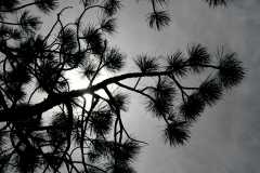 20090616Roxborough0419