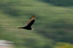 20090616Roxborough0443