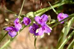 20090616Roxborough0506