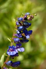 20090616Roxborough0512