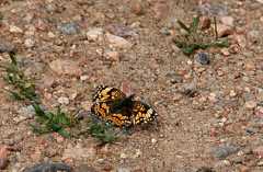 20090616Roxborough0547