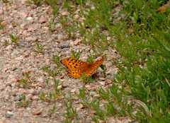 20090616Roxborough0551