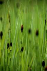 20090616Roxborough0557