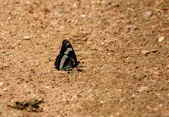 20090616Roxborough0597
