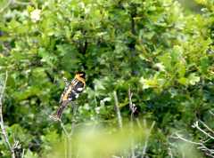 20090616Roxborough0647