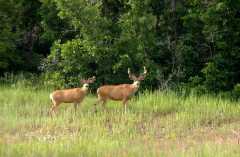 20090616Roxborough0664