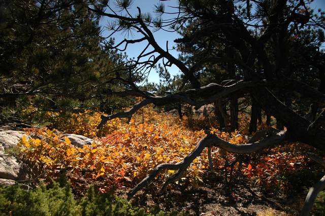 20091017Roxborough1815