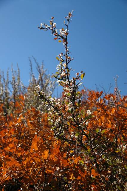 20091017Roxborough1826