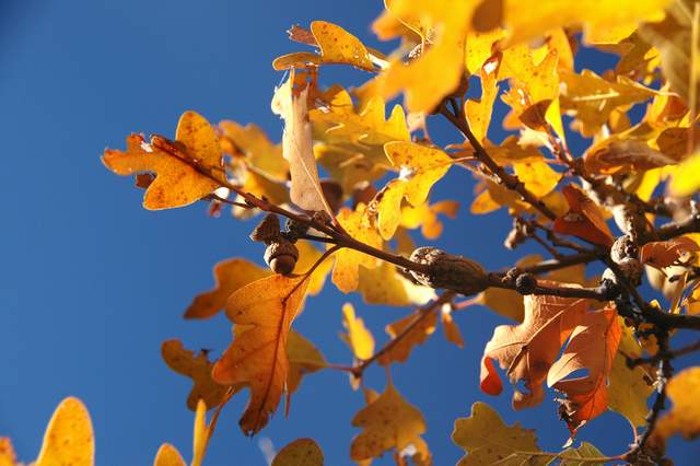 20091017Roxborough1897