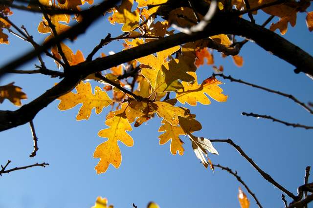20091017Roxborough1898
