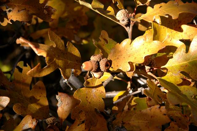 20091017Roxborough1928