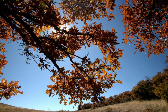 20091017Roxborough1946