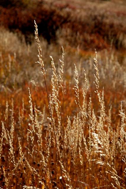 20091017Roxborough1962