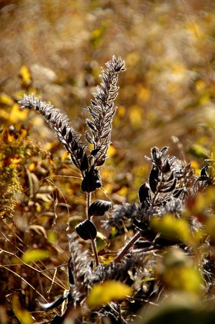 20091017Roxborough1979