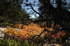 20091017Roxborough1815
