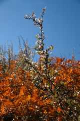 20091017Roxborough1826