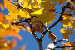 20091017Roxborough1891