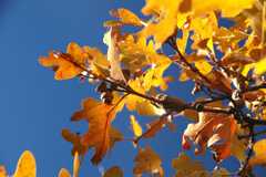 20091017Roxborough1897