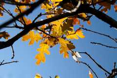 20091017Roxborough1898