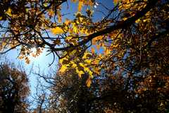20091017Roxborough1921