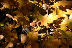 20091017Roxborough1928