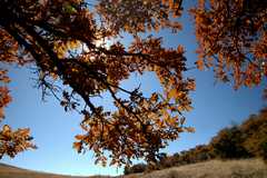 20091017Roxborough1946