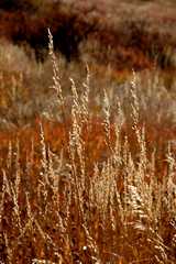 20091017Roxborough1962