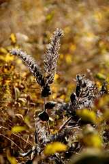 20091017Roxborough1979