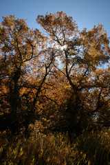 20091017Roxborough1993