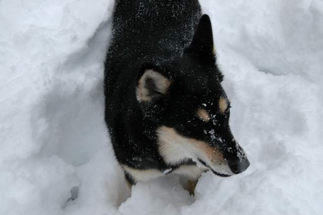 20091029Snow2666