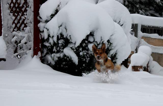 20091029Snow2671