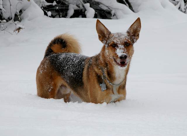 20091029Snow2710