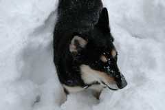20091029Snow2666