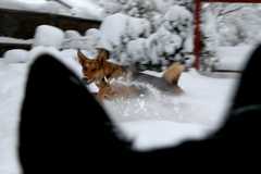 20091029Snow2673