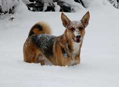 20091029Snow2710