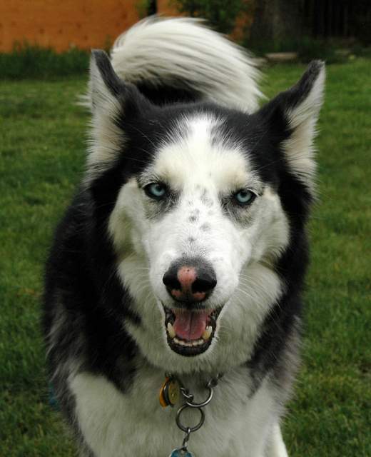 20100519Dogs3857