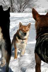20091224DogPark3064