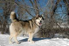 20091224DogPark3112