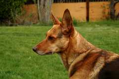 20100519Dogs3833