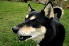 20100519Dogs3836