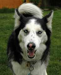 20100519Dogs3857