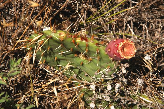 20100829Roxborough4763