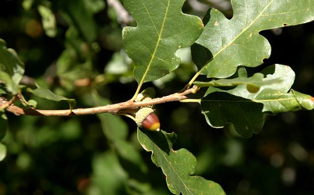 20100829Roxborough4774