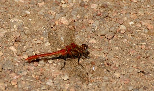 20100829Roxborough4833