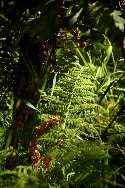 20100829Roxborough4845