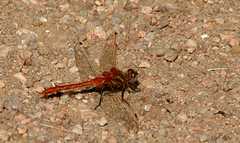 20100829Roxborough4833
