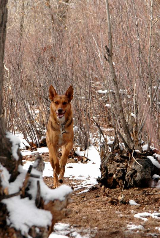 00-20090104DogPark8966