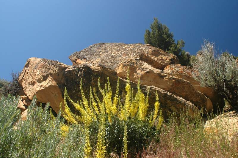 04-20070615CastorGulch3237